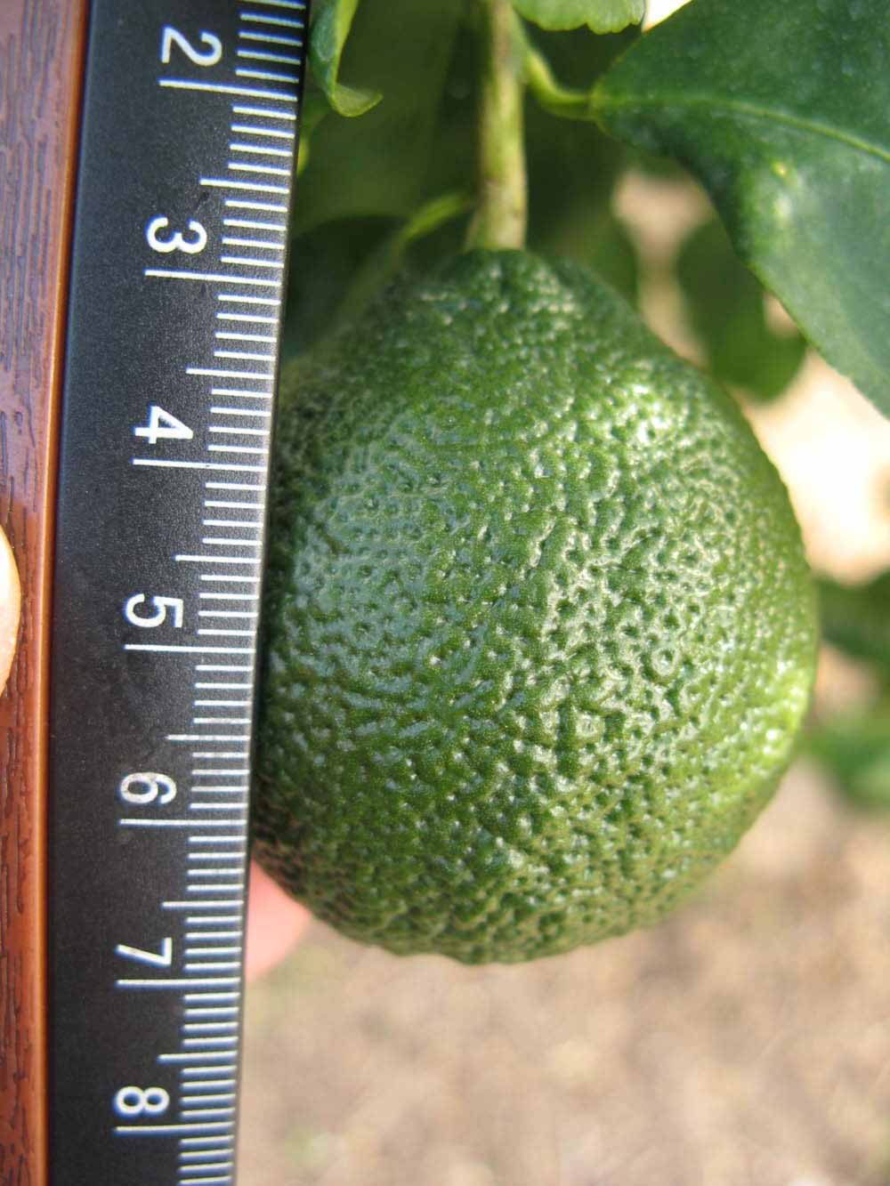            Immature fruit (Winter Haven, FL)   
